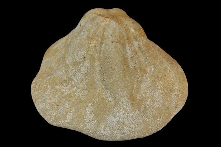 Miocene Fossil Echinoid (Clypeaster) - Taza, Morocco #174365